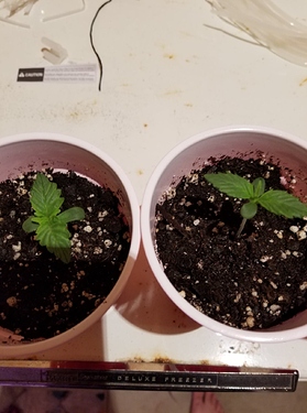 101172826_591850088119035_3824085481306456064_n