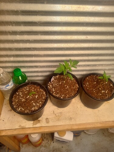 IMG_20250109_070433896_HDR