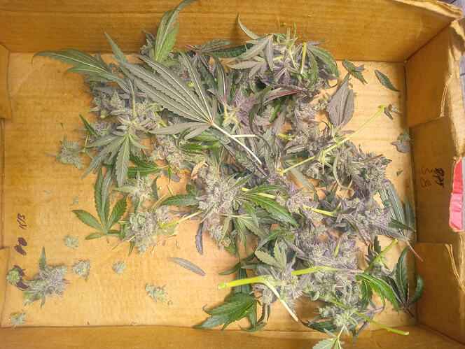 IMG_20251030_060228731