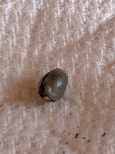 ww-2022-pt-germinating-drowned