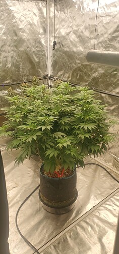 16846239503772446106262546409266