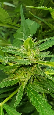 Screenshot_20200808-181425_Gallery