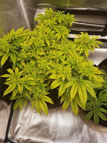 16161939711104808425236521324417