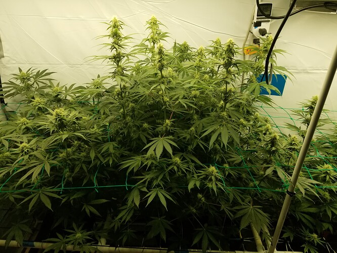 9a