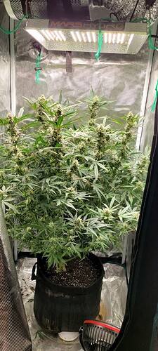 16110202288274495641161773501734