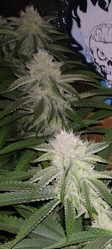 Screenshot_20240518-062637