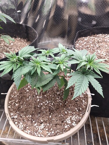 IMG_20220206_174410289