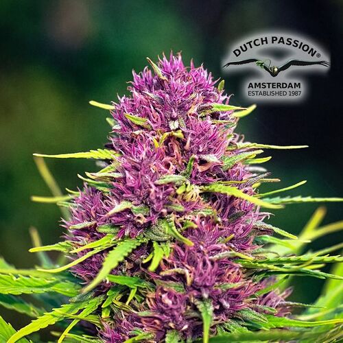 frisian-dew-dutch-passion