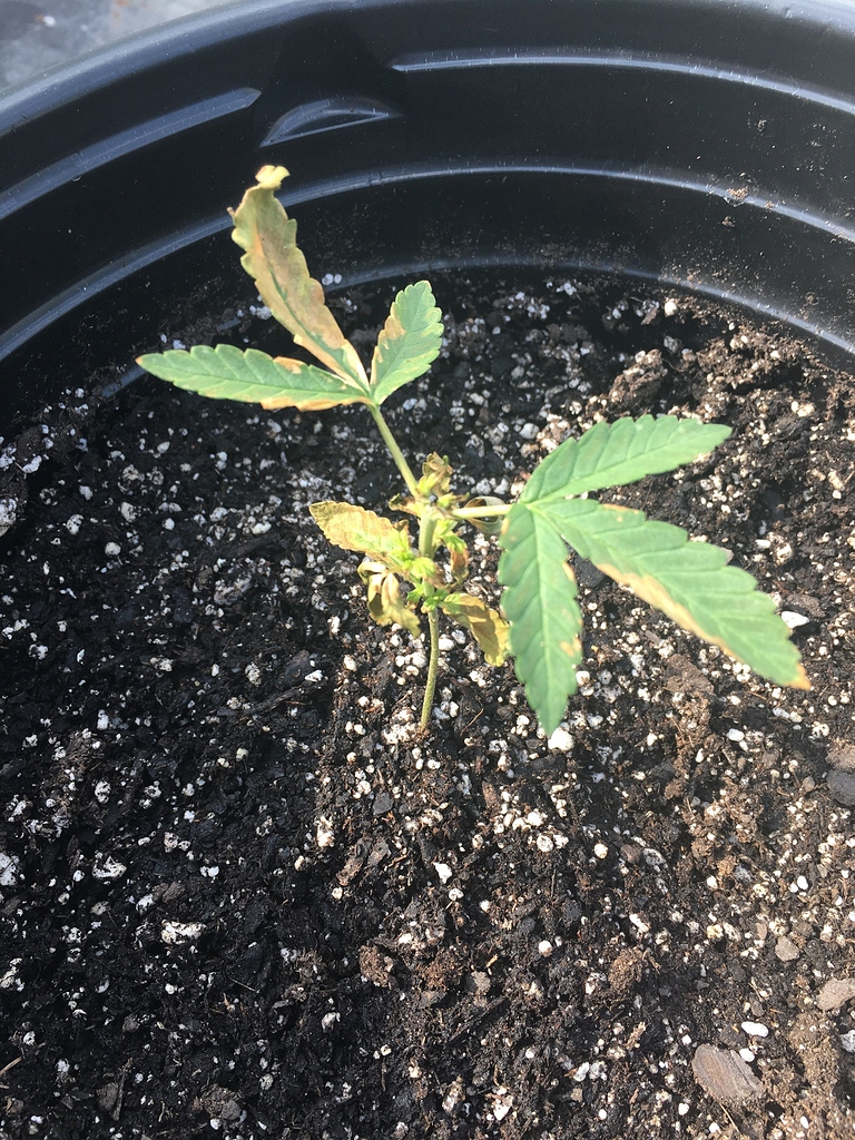 Dish Soap Might of Killed my plant Troubleshooting I Love Growing Marijuana Forum