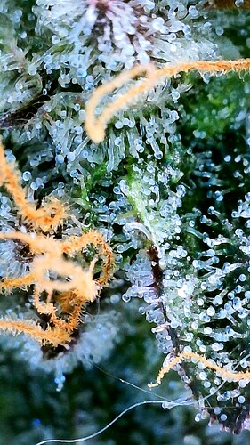 2024-08-12-15-11-40-242