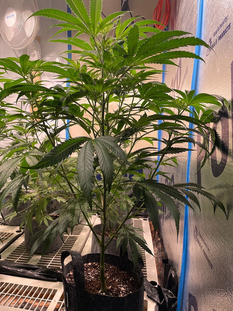 5 gallon or 10 gallon pots Grow Cycle I Love Growing Marijuana Forum