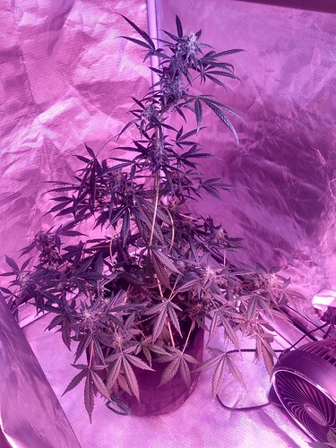 IMG_20210227_081040379_HDR