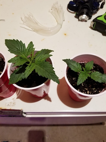 100966080_180579966617871_2853346709755396096_n