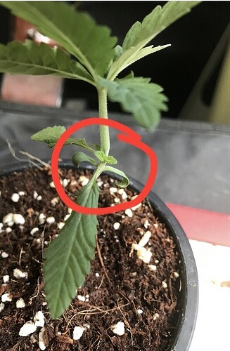 Screenshot_20210414-083436_Firefox