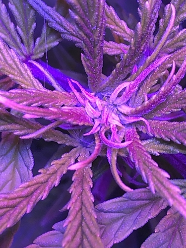Bud_close