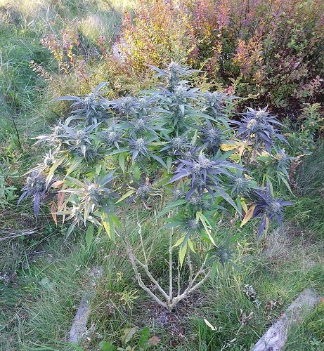 3b7aff087ea6bcf999e2160726d8fd1005ff4b44_2_922x1000