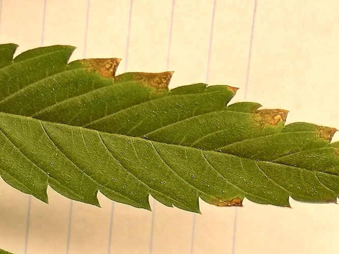 IMG_20240602_212415618_HDR