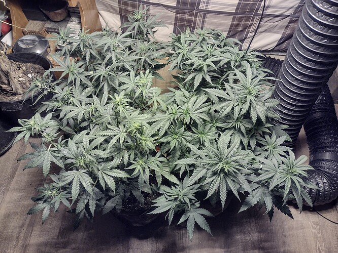 IMG_20211225_094944276_HDR