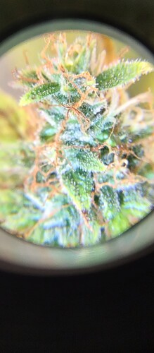 IMG_20240809_182531245_HDR