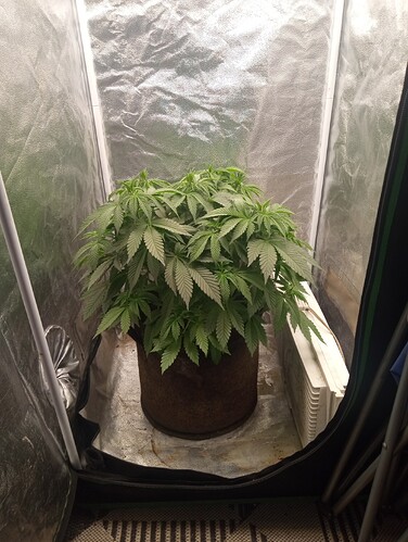 IMG_20251127_102905736