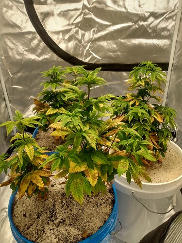 IMG_20210312_070611184_HDR