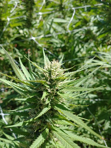 IMG_20210920_142403815