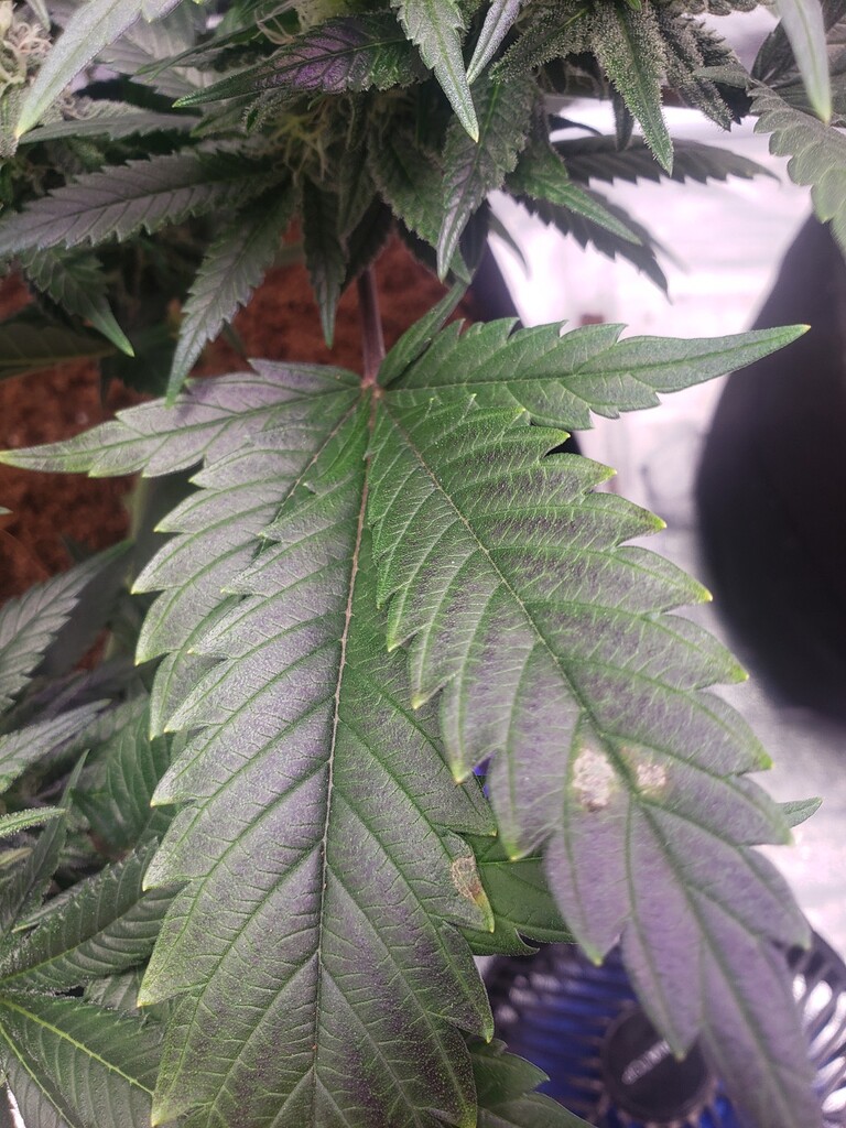 2 YEAR consistent Deficiency issue Purple fan leaves Grow Journals