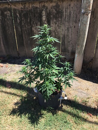 Maui_Pineapple_Chunk_July08