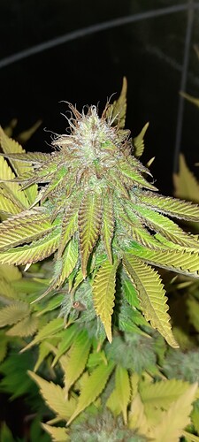 Screenshot_20210114-071651_Gallery