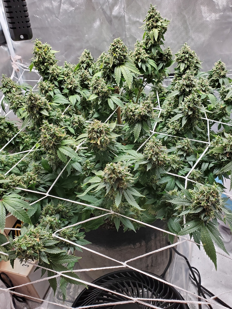 What is happening to the tops? Harvesting I Love Growing Marijuana