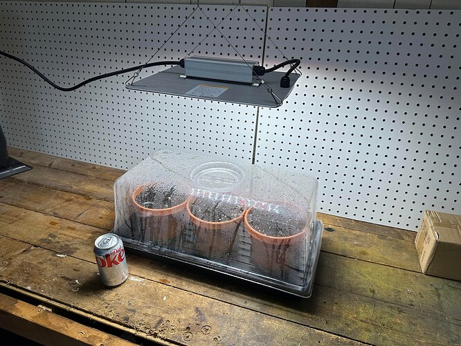 Seedlings in dome day 1