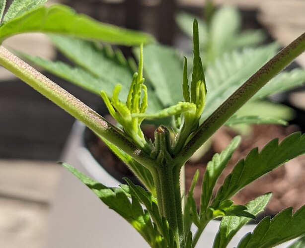 PXL_20210624_145759020_copy_1821x1481