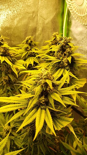 AK47week13