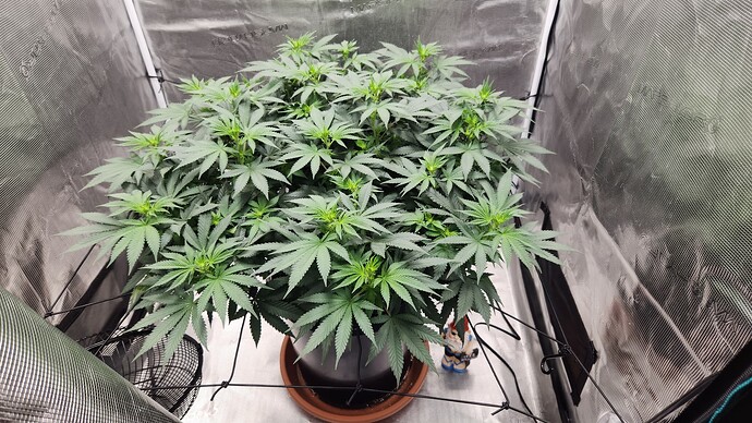 Flower Week 2_Aerial