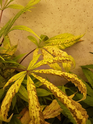 20191121_154333