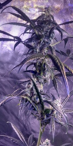 IMG_20210306_081559565_HDR