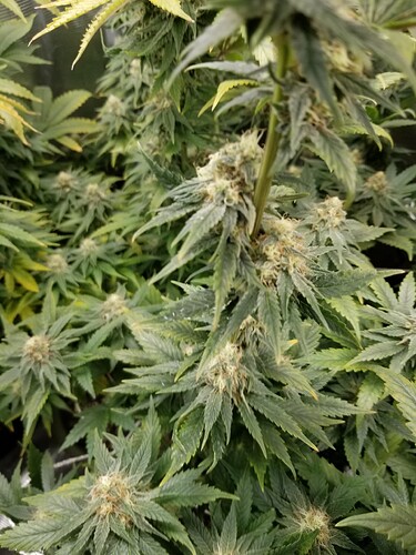 16685786166436991489683287271019