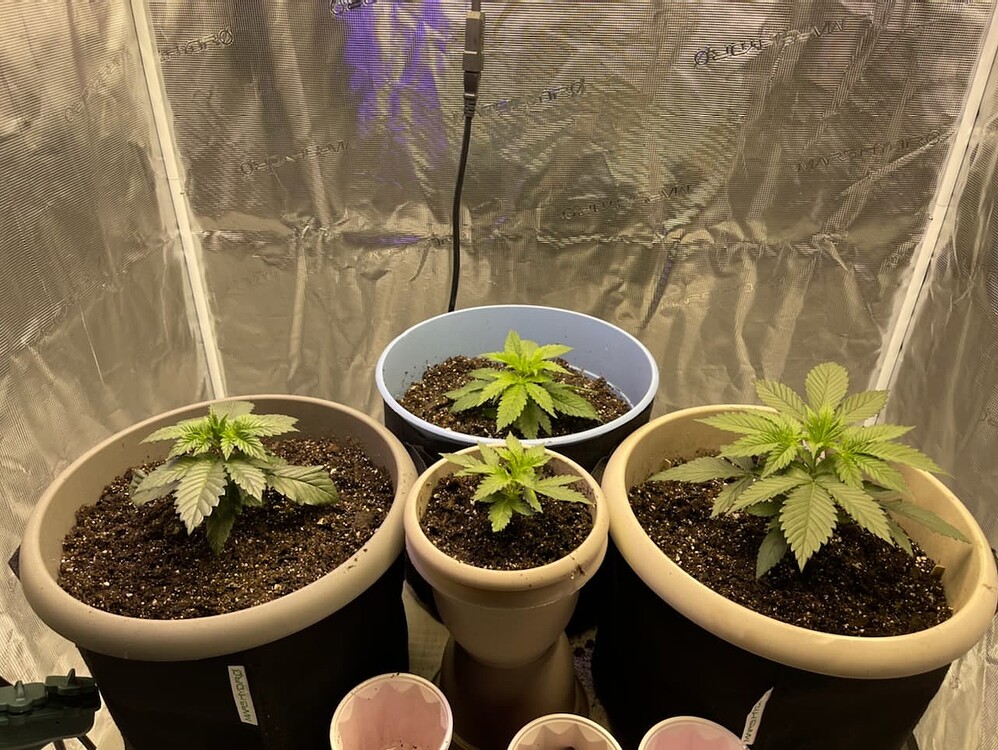 Frist time autoflower indoors plants are 3 weeks but are only 5 6