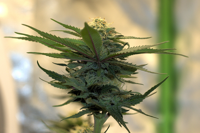 trichs