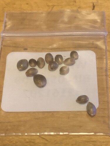 ww-seeds-2021