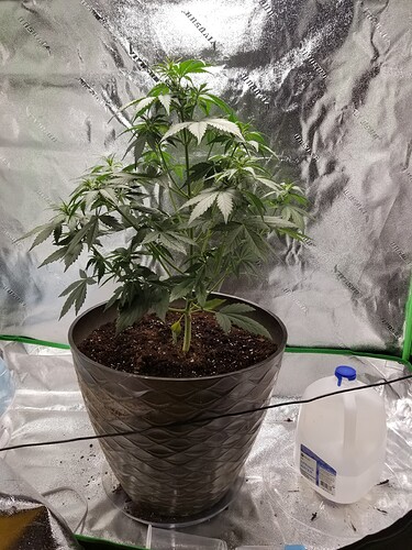 16389757707386021773660094260721