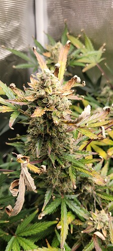 16119356142105955223315979498652