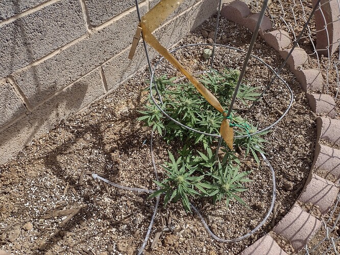 IMG_20210415_094600453_HDR