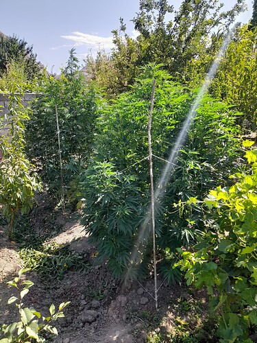 WhatsApp Image 2025-07-16 at 21.50.10_0476a517