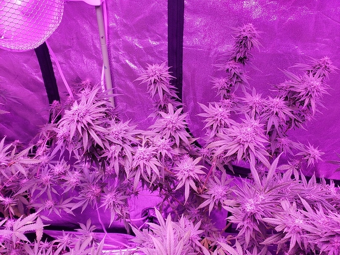 15751281121942170326756869377814