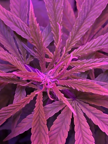 Bud2