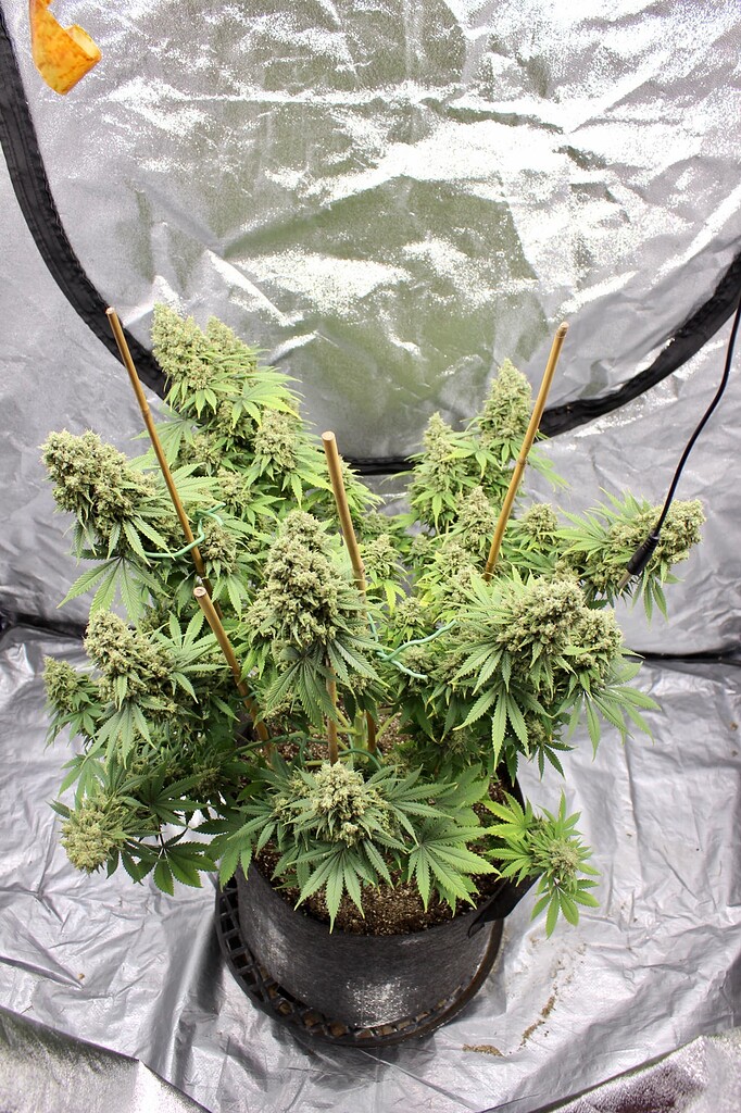 Slowly but surely Bud Porn I Love Growing Marijuana Forum