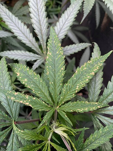 Yellowing on leaves