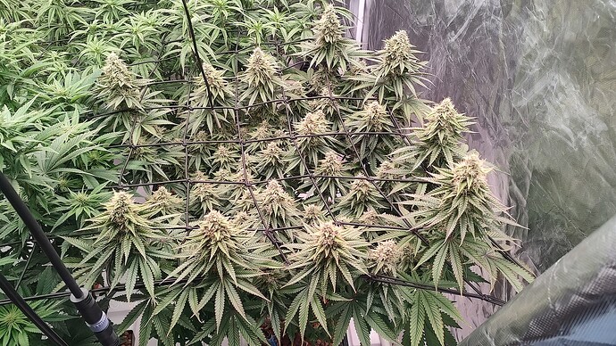 IMG_20240811_144048460_HDR