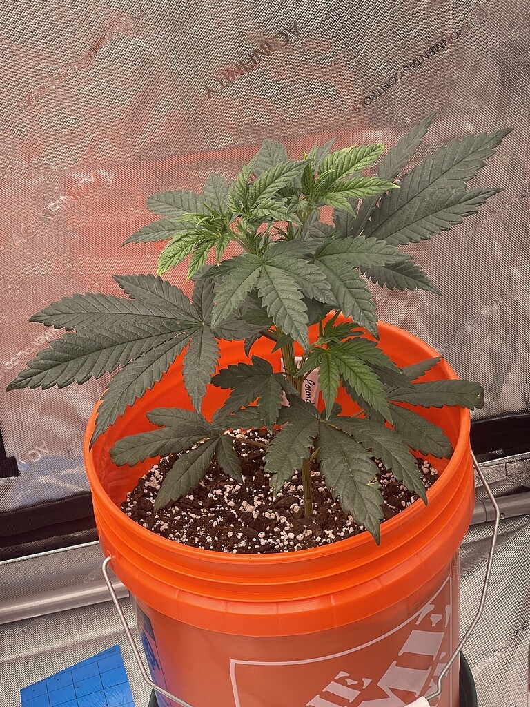 Cal mag deficiency top leaves starting to turn lime green Watering I Love Growing Marijuana